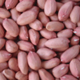 Peanut Kernels
