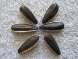 Sunflower Seed