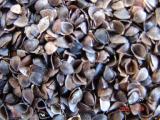 Buckwheat Shell