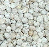  White   Perilla 