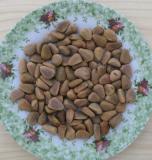 Pine Nuts