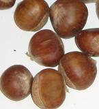 Fresh Chestnut