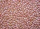 Virginia Peanut
