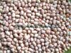 Groundnut Kernels