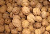 Walnut in Shell