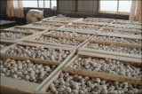 HACCP Garlic of  Wooden   Case 