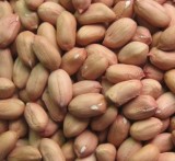 Peanut Kernels