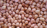 Peanut Kernel