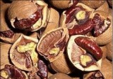 Hickory Nut