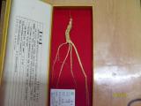  Wild   Ginseng 