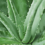 Aloe Vera Extract