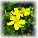 St. John′s Wort Extract
