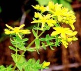 St. John′s Wort Extract