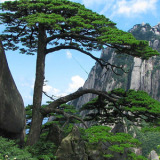 Pine Bark Extract (95% Procyanidin)
