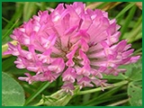 Red Clover Extract
