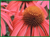 Echinacea Purpurea Extract