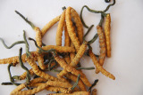 Cordyceps Sinensis Polysaccharide