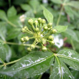 Siberian Ginseng Extract