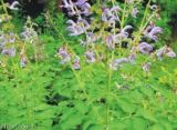 Salvia Miltiorrhiza Extract