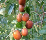 Jujuba Extract (Jujuboside)