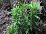 Huperzia Serrata Extract