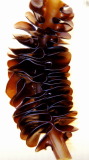 Fucoxanthin (1%-10%)