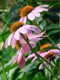 Echinacea Extract (1001)