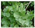  Olive r  Extract  / Herb  Extract 