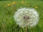 Dandelion Root Extract and Eucommia Leaves Extract