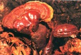 Chaste Tree Extract, Reishi Mushroom Extract