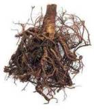 Siberian Ginseng Extract
