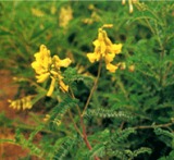 Astragalus Extract and Rhubarb Extract