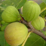  Fig   Extract 