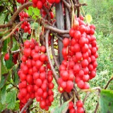 Schisandra Extract