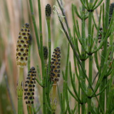 Horsetail Extract