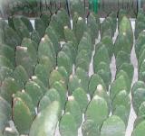Cactus Extract
