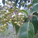  Ligustrum  Extract