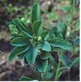 Fenugreek Extract