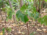 Kava Extract