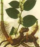 Resveratrol (20%, 50%, 98%)