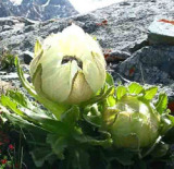  Snow  Saussurea, Xuelian,  Snow   Lotus   Extract 