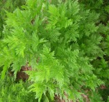 Artemisinin and Paclitaxel