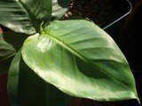 Banaba Leaf Extract & Corosolic Acid