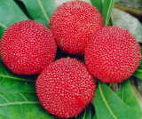 Bayberry Extract (Myricitrin 50%, 80%, 98%)