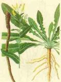 Motherwort  Herb   Extract , Isatis  Root   Extract 