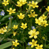 Cat′s Claw Extract