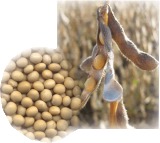Soy Isoflavone and Lecithin