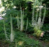 Black Cohosh P. E.