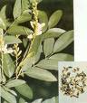 Rutin, Troxerutin and Quercetin