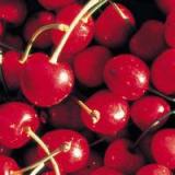 Acerola Cherry Extract